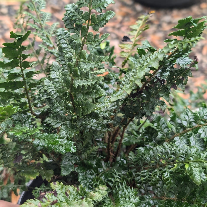 Fern, Tassel Fern