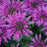 Bee Balm, PW® Leading Lady Plum Bee Balm