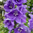 Delphinium, Aurora™ Lavender Delphinium