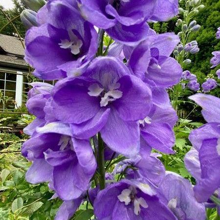 Delphinium, Aurora™ Lavender Delphinium