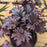 Heuchera 'Grape Expectations'  - Grape Expectations Coral Bells