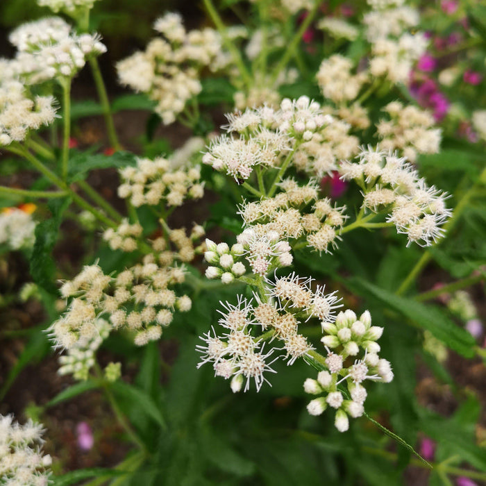 American Boneset