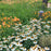 Echinacea purpurea 'PowWow White'  - PowWow® White Echinacea, Coneflower