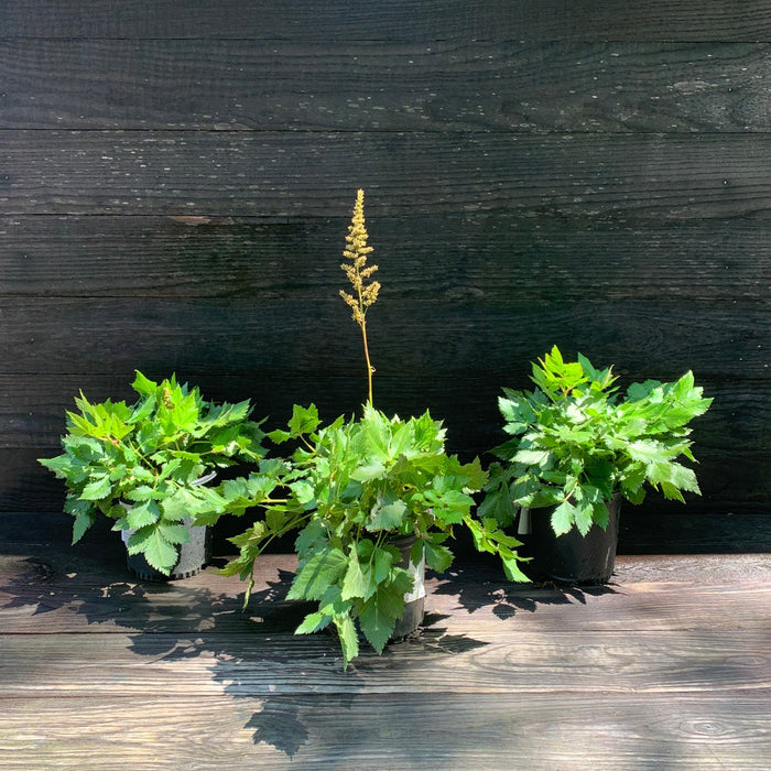 Astilbe, Visions Chinese Astilbe, False Goat's Beard