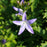 Bellflower, Blue Waterfall Bellflower