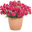 Dianthus, Fruit Punch® Raspberry Ruffles Dianthus