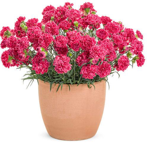 Dianthus, Fruit Punch® Raspberry Ruffles Dianthus