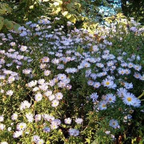 Aster, New York Aster