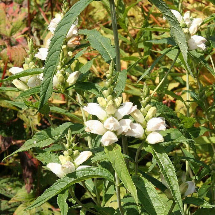 Turtlehead, White Turtlehead — Mackey's