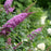 Butterfly Bush, Pugster Pinker® Dwarf Butterfly Bush