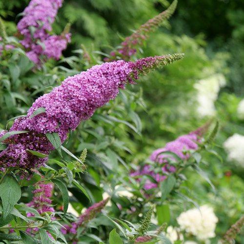 Butterfly Bush, Pugster Pinker® Dwarf Butterfly Bush