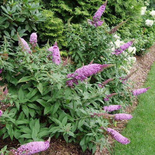 Butterfly Bush, Pugster Pinker® Dwarf Butterfly Bush