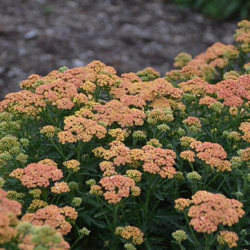 Yarrow, Firefly Peach Sky Yarrow