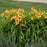 Hemerocallis 'Tiger Swirl'  - Rainbow Rhythm® Tiger Swirl Daylily