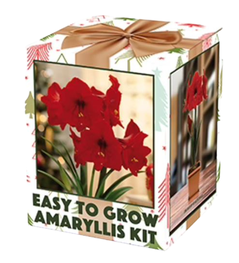 Amaryllis Kit, Assorted Boxed