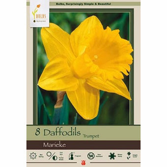 Bulbs Daffodils Trumpet 'Marieke'