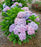 Hydrangea, Starfield Macrophylla Hydrangea