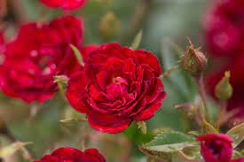 Rose, Easy Elegance Chi Floribunda Rose