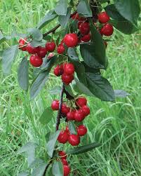 Cherry, Sweet Cherry Pie (Prunus Cherry Pie "Eubank'), 7 gal