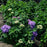 Hydrangea, Rock 'n Roll Reblooming Macrophylla Hydrangea