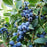 Blueberry, Blue Jay Highbush (Vaccinium corymbosum Blue Jay), 2 gal