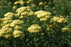 Yarrow, Sunny Seduction Yarrow