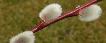 Pussy Willow, French Pussy Willow