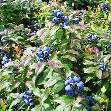 Blueberry, Burgundy Lowbush (Vaccinium Angustifolium Burgundy), 1 gal