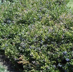 Blueberry, Lowbush Blueberry (Vaccinium angustifolium), 1 gal