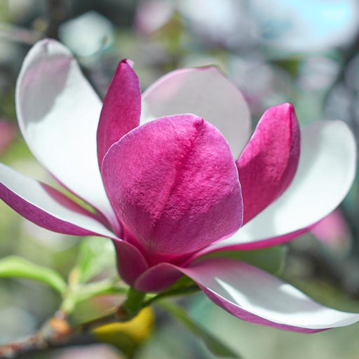 Magnolia, March Till Frost Magnolia