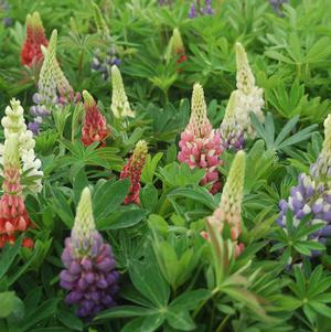 Lupine, Russell Hybrids Lupine