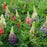 Lupine, Russell Hybrids Lupine