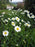 Shasta Daisy, Becky Shasta Daisy (Leucanthemum x Superbum `Becky`)