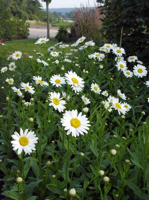 Shasta Daisy, Becky Shasta Daisy (Leucanthemum x Superbum `Becky`)