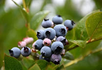 Blueberry, Patriot Highbush (Vaccinium corymbosum Patriot), 2 gal