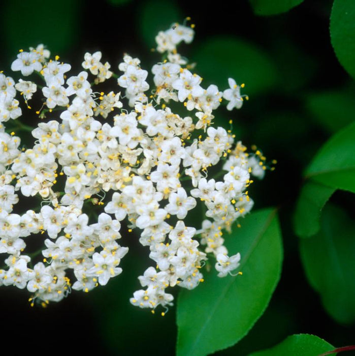 Viburnum, Blackhaw Viburnum