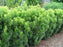 Plum Yew, Fastigiata Upright Japanese Plum Yew