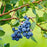 Blueberry, Blueray Highbush (Vaccinium corymbosum Blue Ray), 2 gal