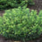 Plum Yew, Duke Gardens Plum Yew