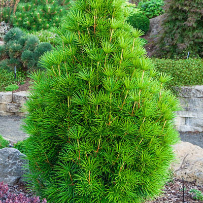 Pine, Japanese Umbrella Pine Wintergreen