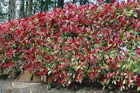 Photinia, Red Robin Photinia