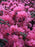 Rhododendron, Olga Mezitt Rhododendron