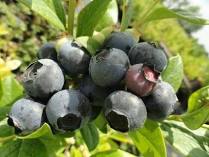 Blueberry, Earliblue Highbush (Vaccinium corymbosum Earliblue), 2 gal