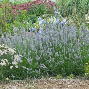 Lavender, Provence Lavender