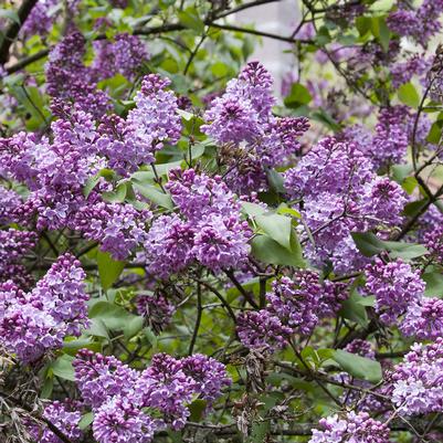 Lilac, Common Lilac