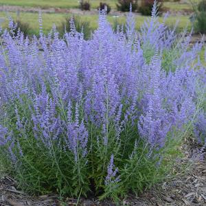 Russian Sage, Blue Jean Baby Russian Sage