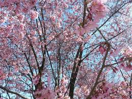 Cherry (Flowering), First Blush® Flowering Cherry