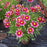 Tickseed, Coreopsis Li'l Bang™ Starstruck Tickseed