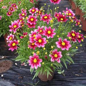 Tickseed, Coreopsis Li'l Bang™ Starstruck Tickseed
