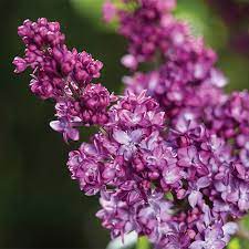 Lilac, Virtual Violet Lilac